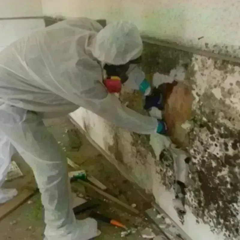 Mold Remediation and Removal in Alamo, GA